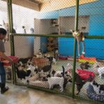 _ donate to local animal shelters