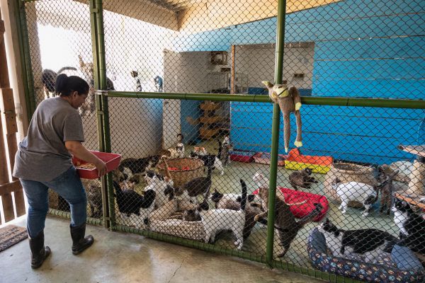 _ donate to local animal shelters