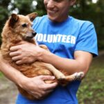 volunteer programs for animal lovers