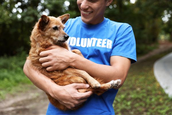 volunteer programs for animal lovers