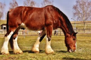 Animal Rights Laws: Protecting Animals Worldwide