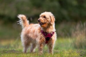 Designer Crossbreed Dogs: Why Hybrid Breeds Are Booming in the UK