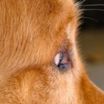 common food allergies in dogs