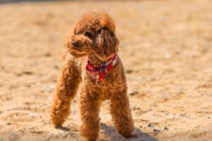 Teddy Bear Cut for Dogs: The UK’s Most Requested Grooming Style