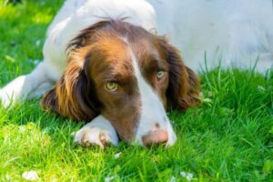 Flea and Worm Treatment for Dogs in the UK