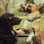how to stop a dog pulling on lead