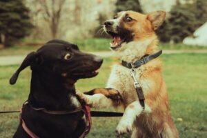 How to Stop a Dog Pulling on the Lead