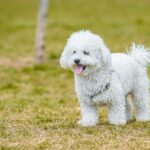 best low shedding dog breeds uk