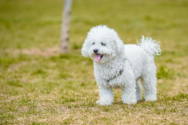 best low shedding dog breeds uk