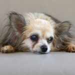 signs of arthritis in ageing dogs