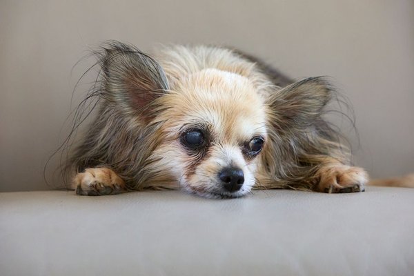 signs of arthritis in ageing dogs