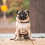 small dog breeds for flats uk