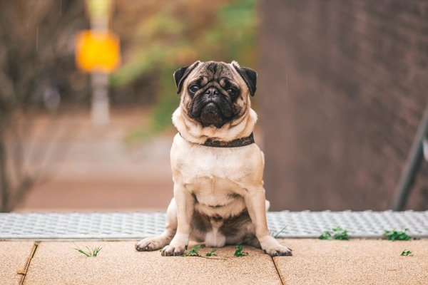 small dog breeds for flats uk