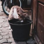 how much water should a cat drink