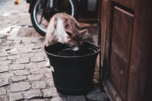 How Much Water Should a Cat Drink Each Day?