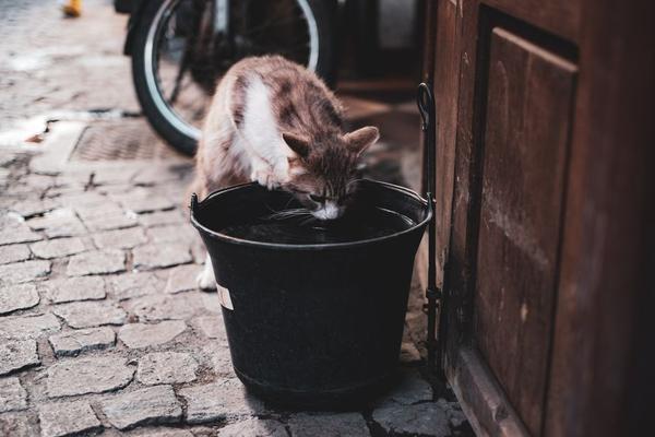 how much water should a cat drink