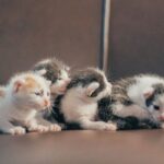 how often to change cat litter
