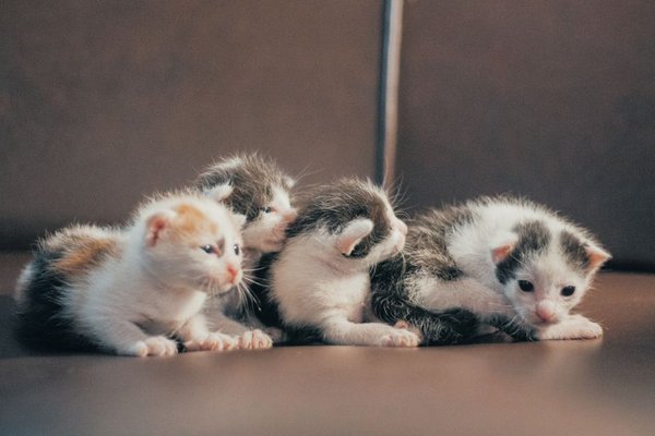 how often to change cat litter