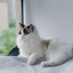 ragdoll cat care