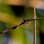 ant life cycle