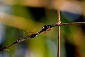 Ant Life Cycle: From Egg to Worker, Queen or Male