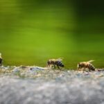 bee life cycle