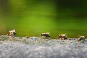 Bee Life Cycle: From Egg to Adult Bee