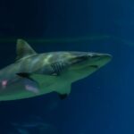blue sharks uk