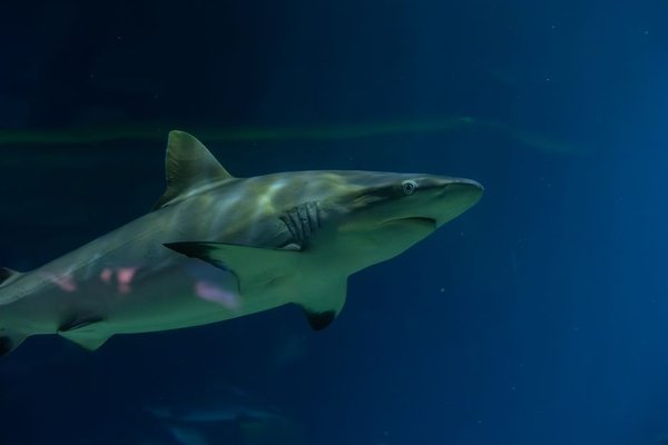 blue sharks uk