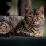cat body language meanings