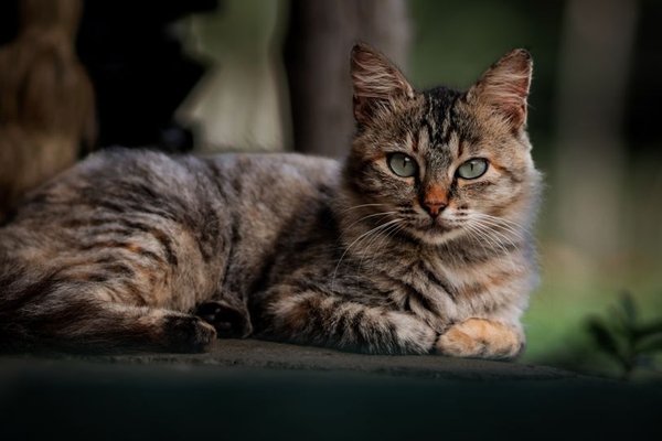 cat body language meanings