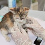 cat vaccination schedule uk