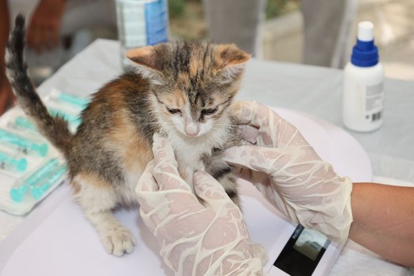 cat vaccination schedule uk