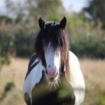 cob horse breed guide