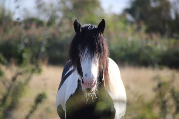 cob horse breed guide