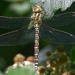 dragonfly species uk
