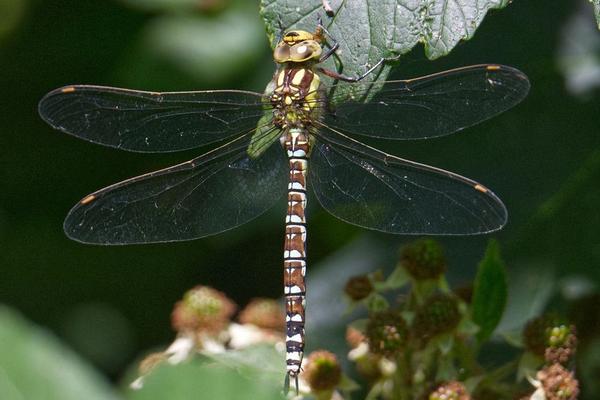 dragonfly species uk