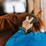 horse grooming routine