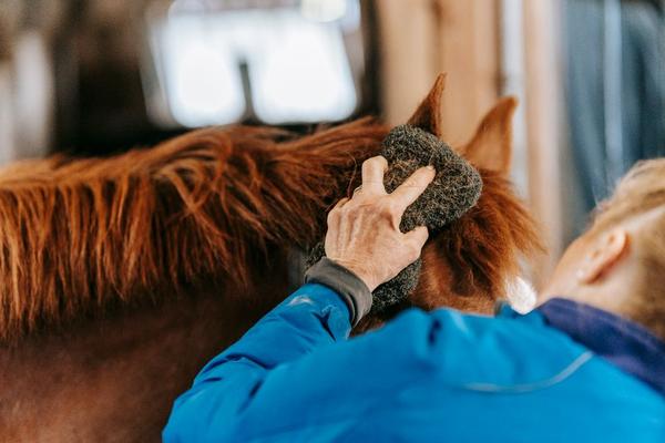 horse grooming routine