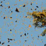 how butterflies migrate