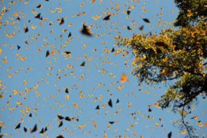How Butterflies Migrate and Navigate Long Distances