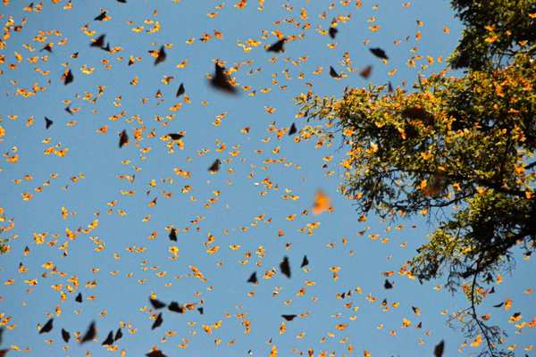 how butterflies migrate