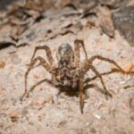 how spiders hunt