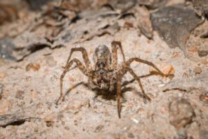 How Spiders Hunt: Webs, Ambushes and Active Chasing