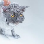 how to bathe a cat safely