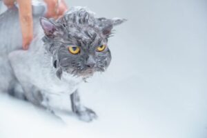 How to Bathe a Cat Safely Without Extra Stress