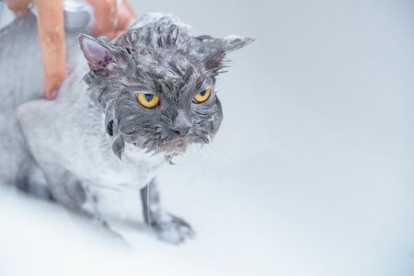 how to bathe a cat safely