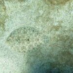 marine animal camouflage