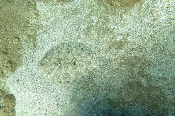 marine animal camouflage