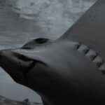 shark senses